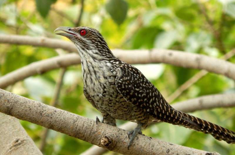 female cuckoo