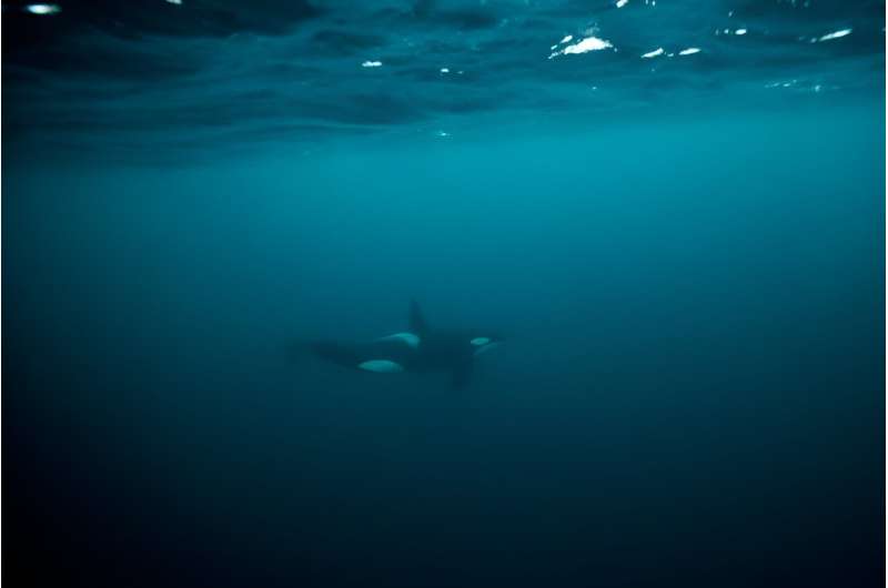 Female killer whales regularly live into their 60s and 70s, but the males are all dead by 40, the researchers said