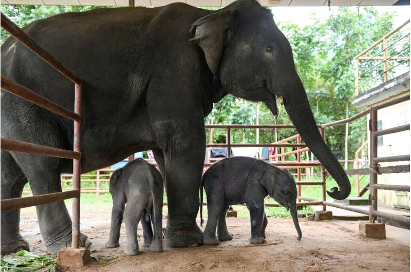 Fewer than 50,000 Asian elephants remain in the wild, and fewer than 2,000 of them are found in Myanmar, according 2018 figures.