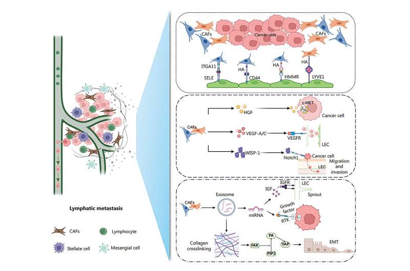 Fibroblast functionality: a pivotal piece in cancer's spreading puzzle