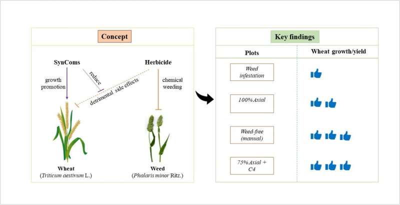 Control de malezas en el campo: las comunidades sintéticas reducen el uso de herbicidas
