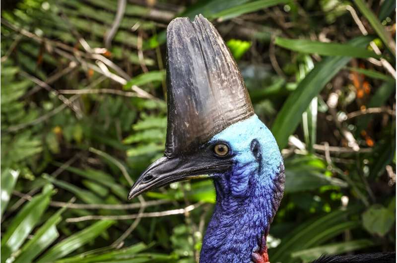 Fiercely territorial, when threatened cassowary birds hiss and make a deep rumbling boom