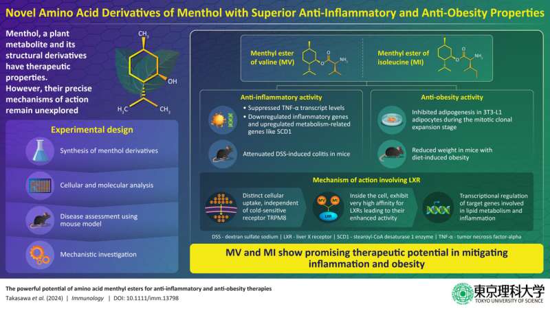 Fighting fat and inflammation: Scientists develop powerful new compounds