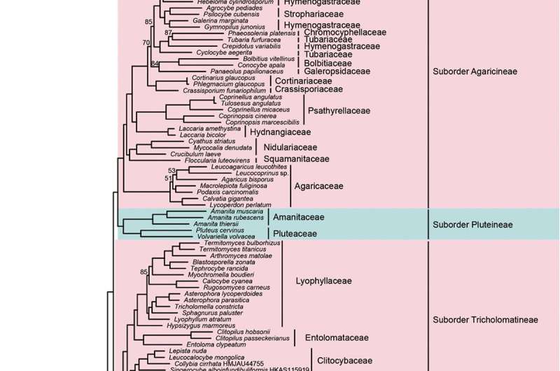 Finding a home for the wandering mushrooms —— Phylogenetic and taxonomic updates of Agaricales