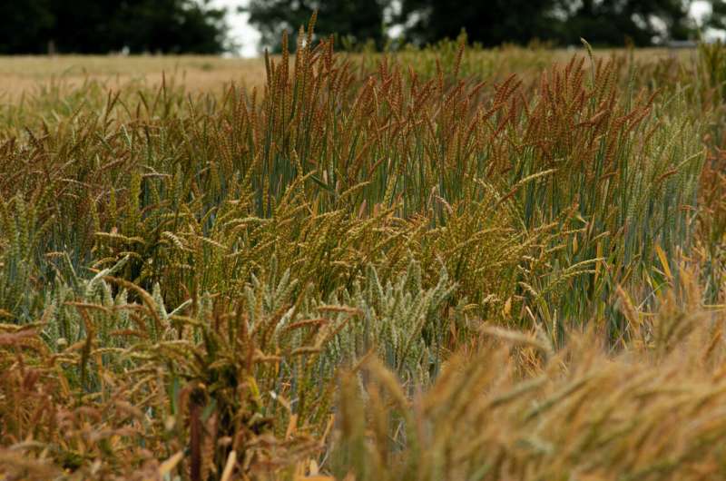 Finding hidden genetic treasure: Study uncovers untapped diversity in historic wheat collection