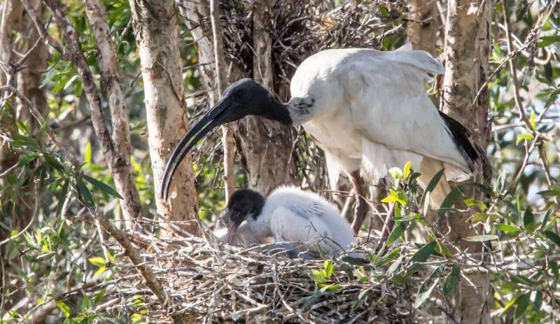 Finding the happy place of the ibis