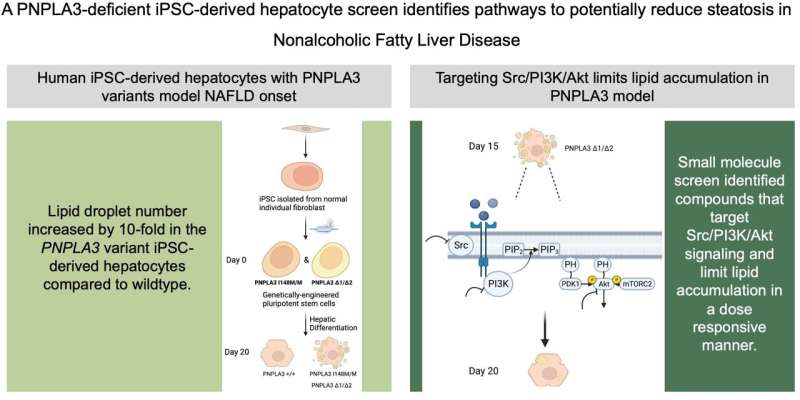 Finding the right path(way) to reduce fat accumulation in the liver