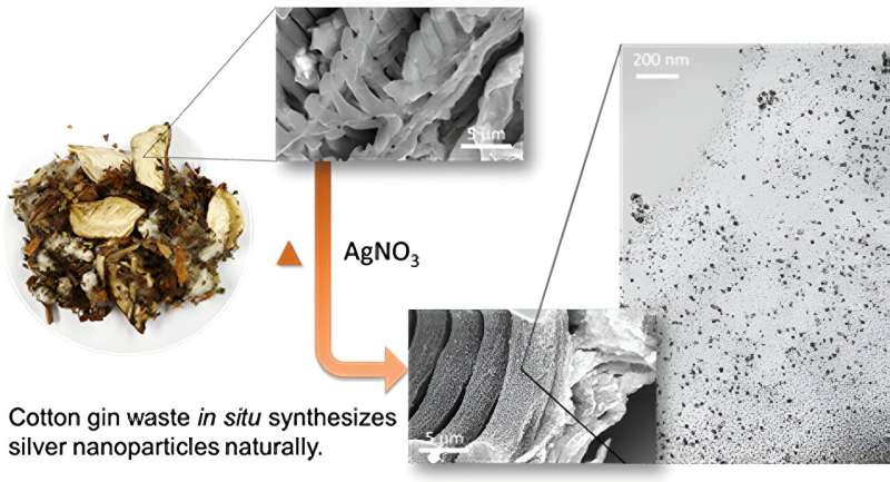 Self-embedding silver nanoparticles: Researchers find the ‘silver lining’ in cotton gin waste