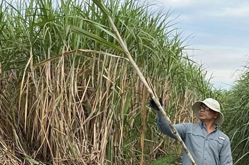 Fine-tuning leaf angle with CRISPR improves sugarcane yield