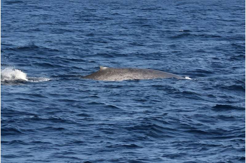 First discovery in decades of blue whales near Seychelles