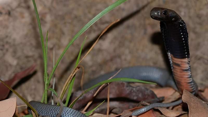 First effective treatment found for spitting cobra snakebite