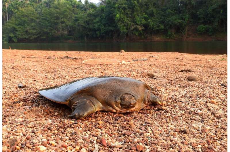 First-ever report of Nesting of incredibly rare and endangered giant turtle