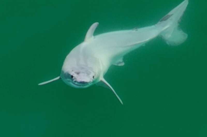 First-ever sighting of a live newborn great white