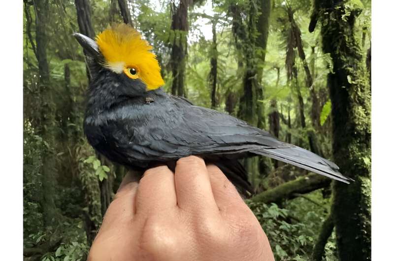 First known photos of 'lost bird' captured by UTEP scientists