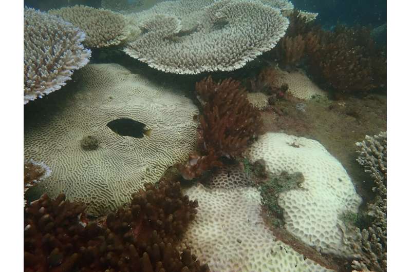 First reports of severe coral bleaching this summer as the Great Barrier Reef warms up