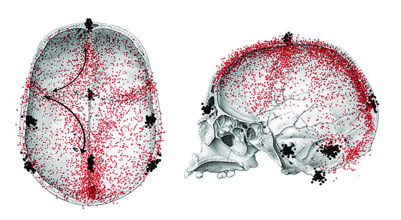 First study of the microvessels connecting the human cranium and brain