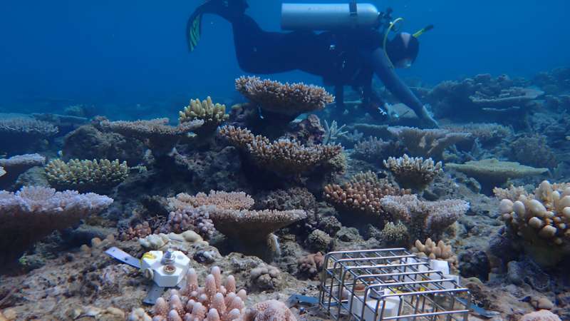 Fish barriers may aid baby corals in reef recovery