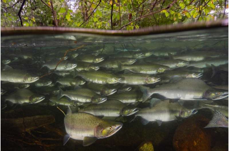 Fish in schools have an easier time swimming in rough waters