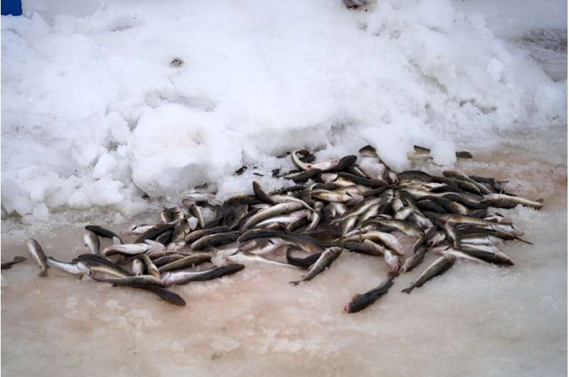 Fish lay on the snow after being caught outside of an ice fishing cabin in Sainte-Anne-de-la-Perade, Quebec, Canada on January 27, 2024.                     Traditional in Quebec, ice fishing has been disrupted in recent years by less vigorous winters, wh