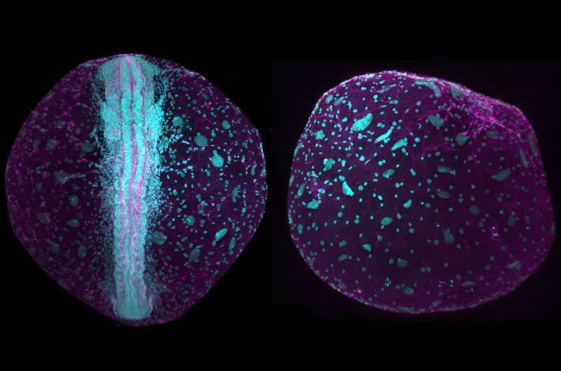 Fish out of water: How killifish embryos adapted their development