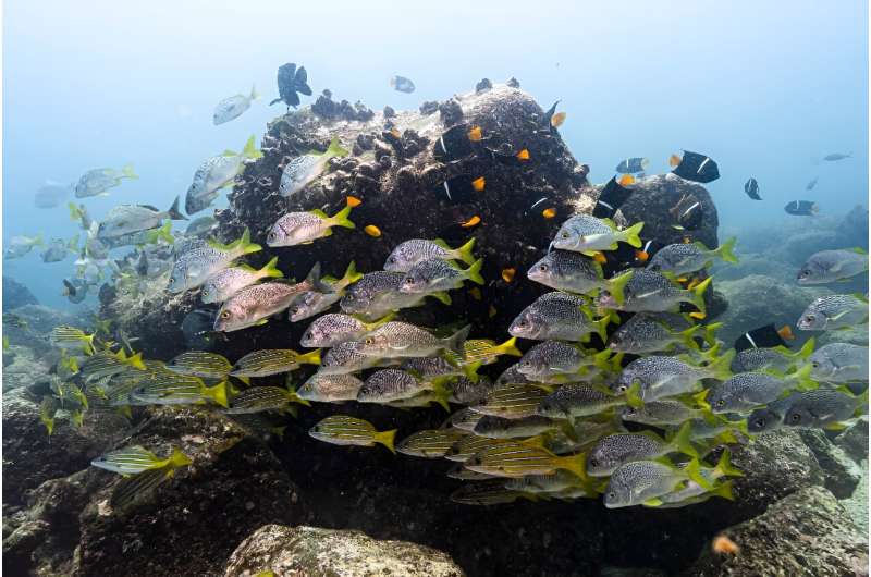 Fish swim at the North Seymour Island dive site in Ecuador's Galapagos archipelago, a diverse marine area that Greenpeace hopes will be further protected from the hazards of industrial fishing