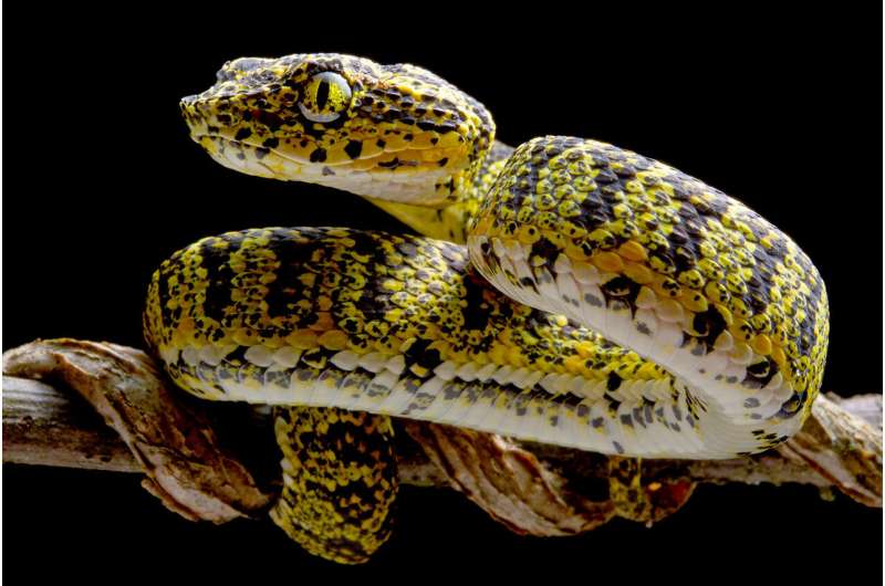 Five dazzling new species of eyelash vipers discovered in Colombia and Ecuador