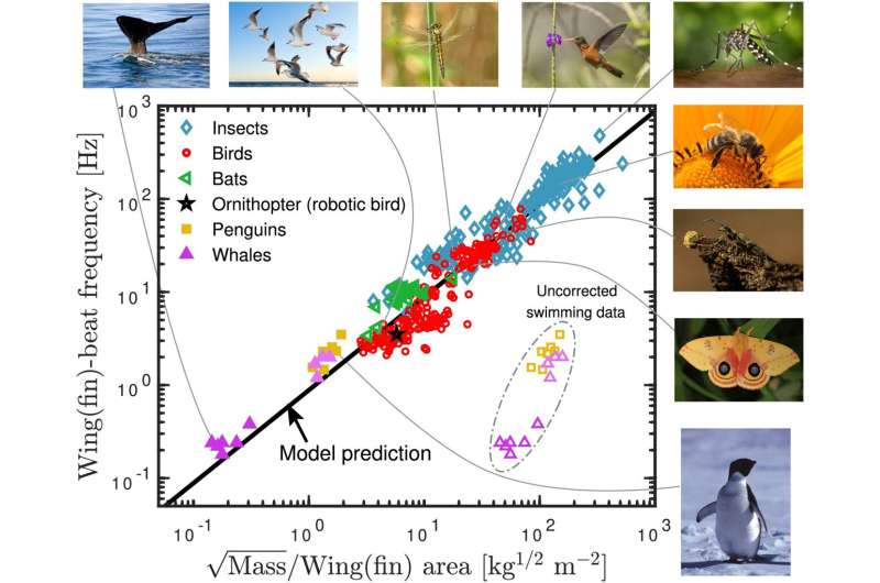 Flapping frequency of birds, insects, bats and whales described by universal equation
