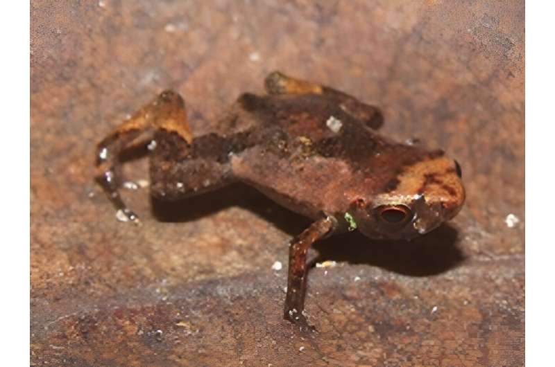 Flea toad may be world's smallest vertebrate