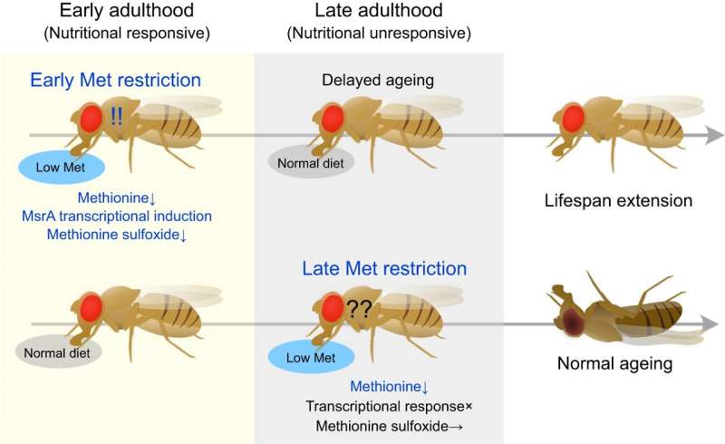 Flies fed restricted diet in early adulthood live longer