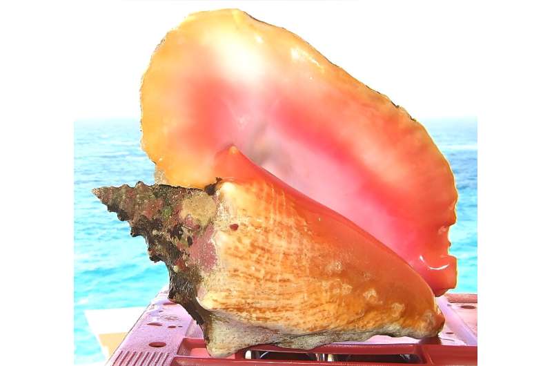 Florida conchs are in hot water: Can moving them deeper revive a plunging population?