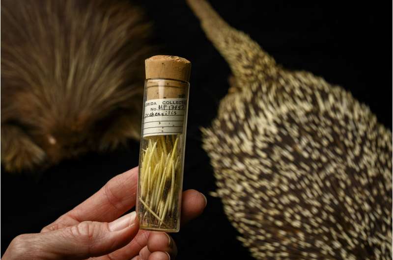 Florida fossil porcupine solves a prickly dilemma 10-million years in the making