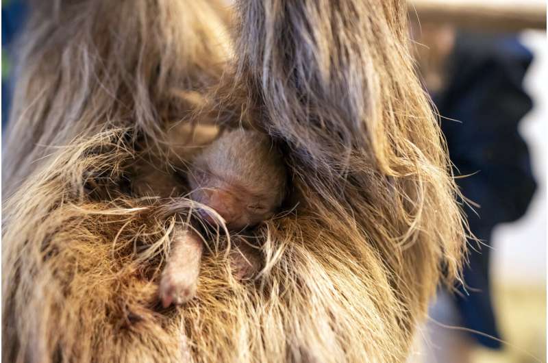 Florida zoo welcomes furry baby Hoffman's two-toed sloth