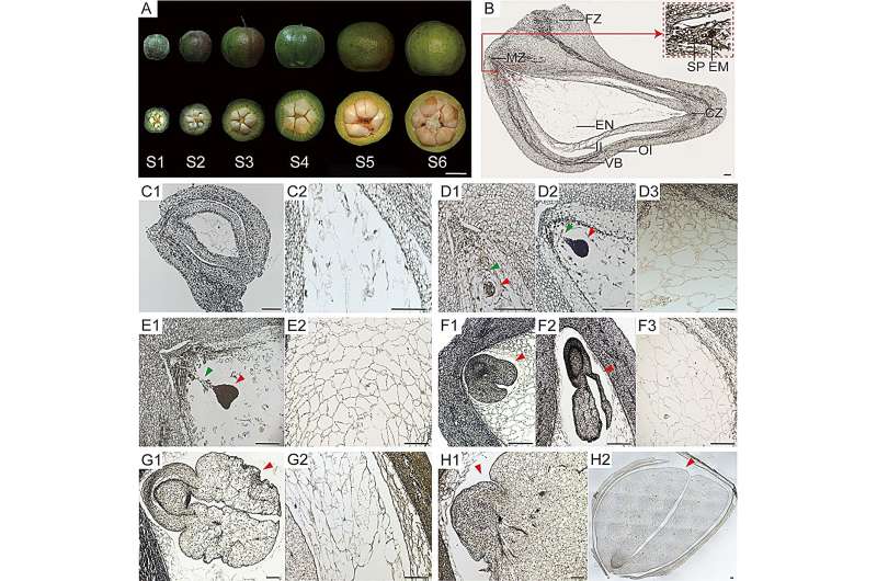 Flow of sweetness: Key sugar transporters identified for enhanced camellia seed growth