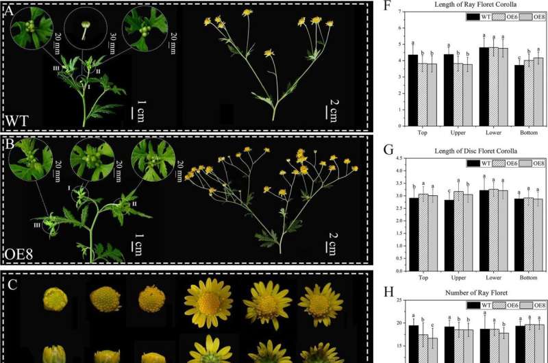 Flower power: Genetic insights into the chrysanthemum's architectural elegance