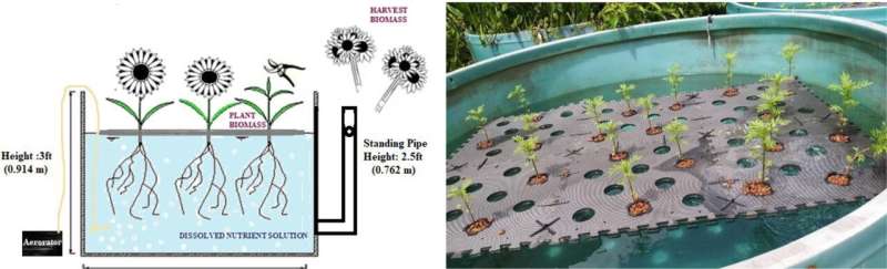 Las flores cultivadas flotando en vías fluviales contaminadas pueden ayudar a limpiar la escorrentía de nutrientes y generar ganancias