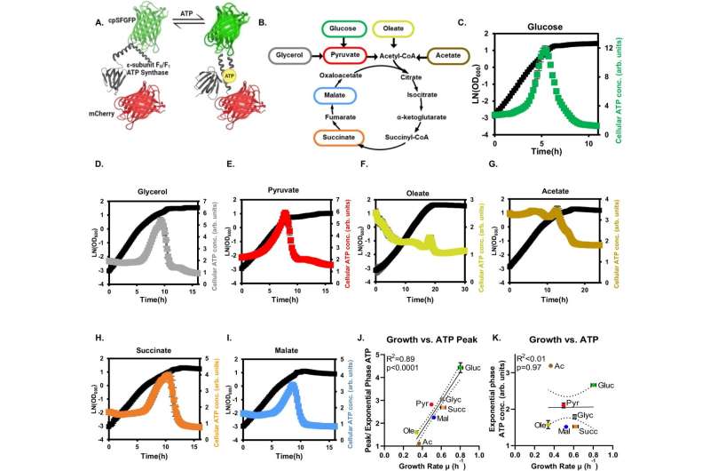 Fluctuating cellular energy drives microbial bioproduction