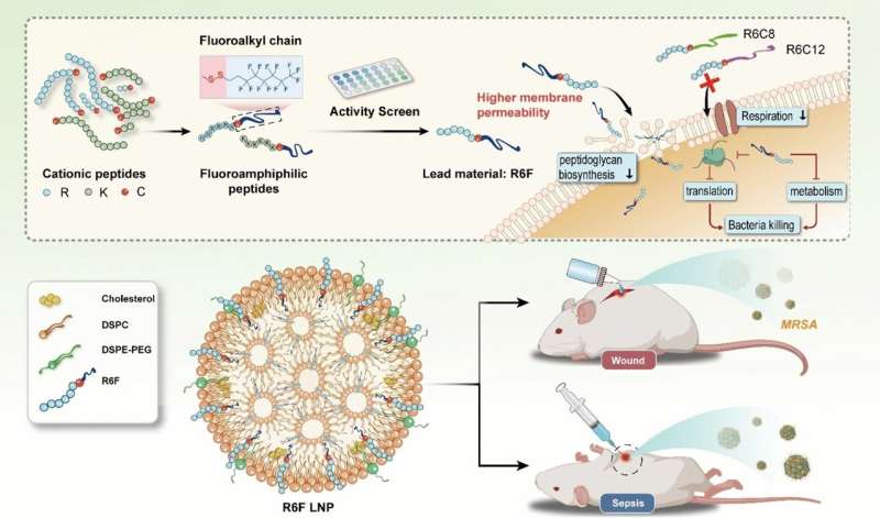 Fluorous lipopeptides act as highly effective antibiotics for multidrug-resistant pathogens