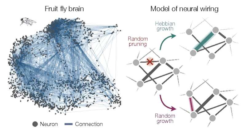 Fly brain, mouse brain, worm brain: They all network the same