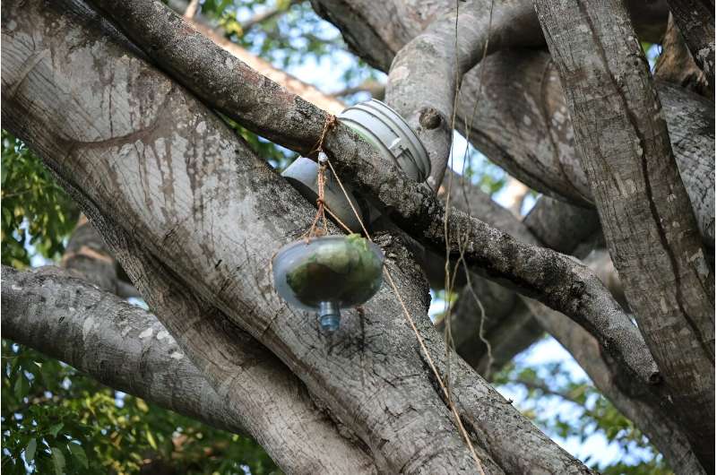 Food and water are hoisted up into a tree by volunteers for howler monkeys in Mexico