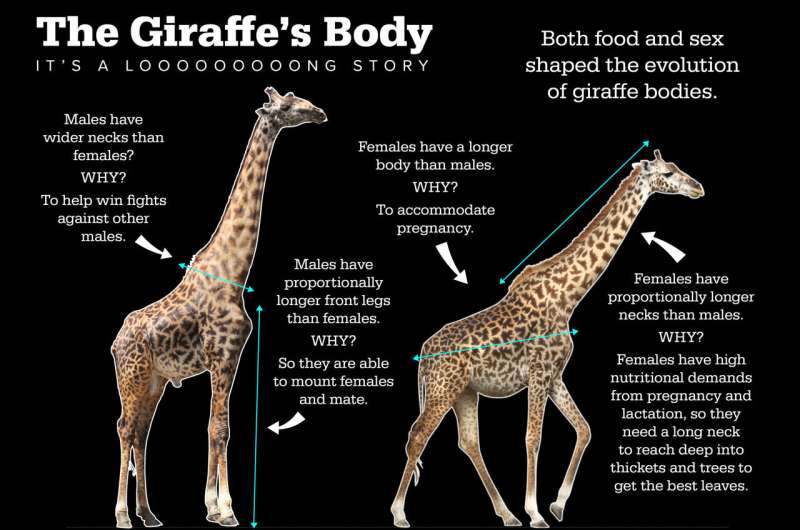 Food, not sex, drove the evolution of giraffes' long neck, new study finds