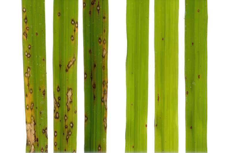 Food security: Discovery of a gene for immunity against a disease that ravages rice and wheat crops