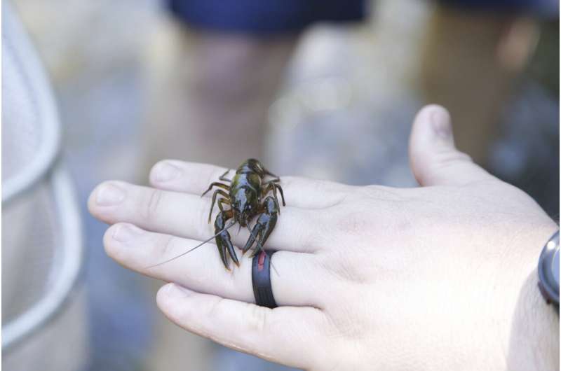 For the endangered Nashville crayfish, its rebound is both good and bad news
