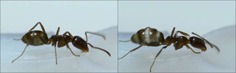Foraging ants navigate more efficiently when given energy-drink-like doses of caffeine