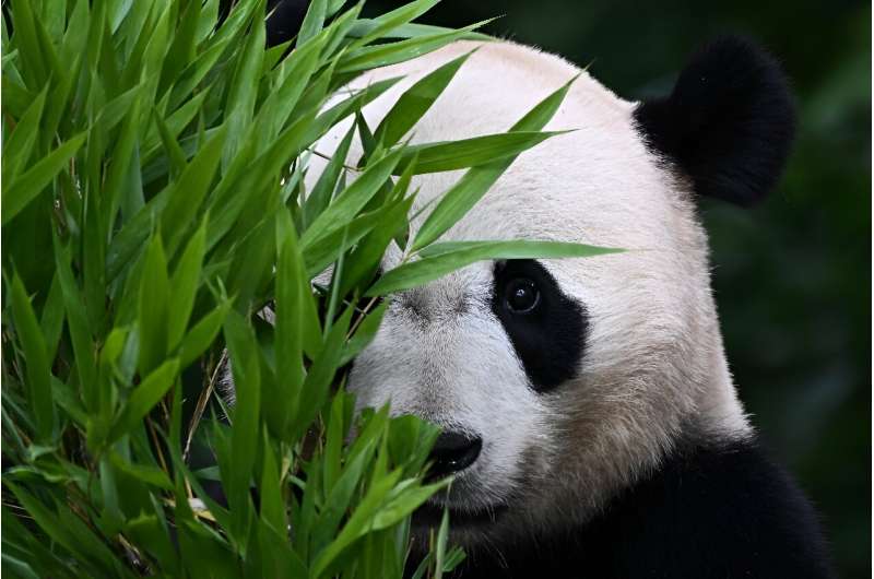 Foreign-born pandas like US-born Bei Bei are joining China's efforts to boost the wild population of the bears