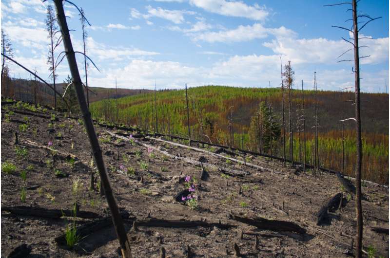 Forest carbon storage has declined across much of the Western U.S., likely due to drought and fire