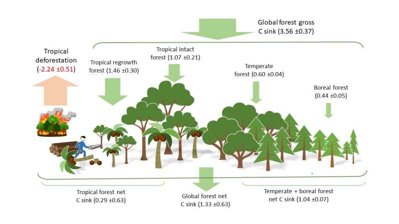 Forests endure as carbon sink despite regional pressures