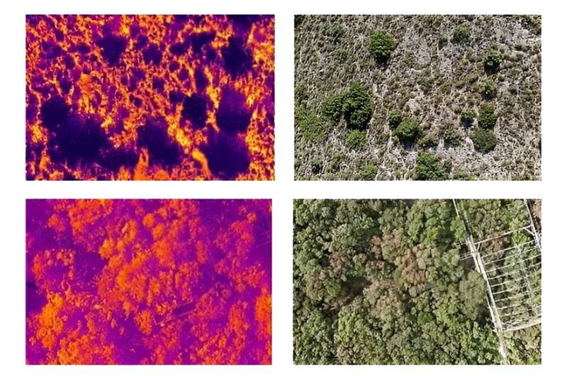 Forests in heatwaves: New research shows how trees cope with extreme heat