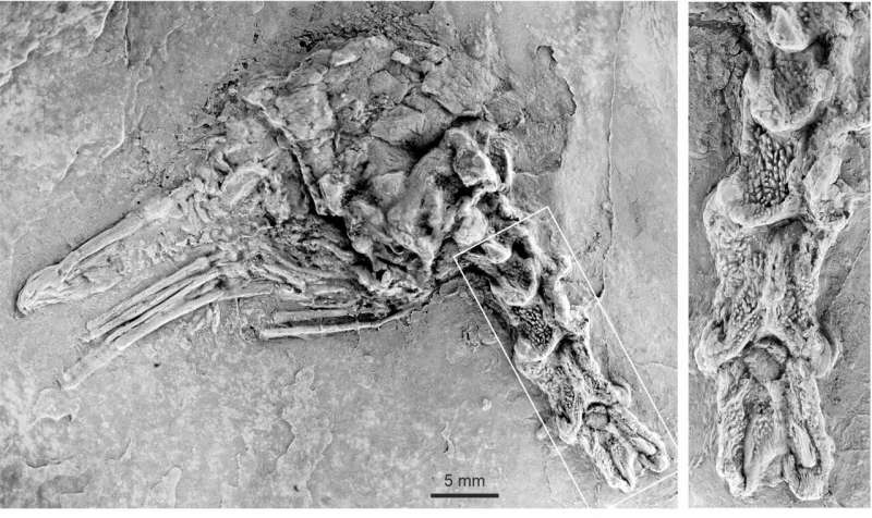Fossil birds: A hard bone to crack