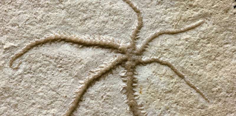 Fossil captures starfish splitting itself in two—showing this has been happening for 155 million years