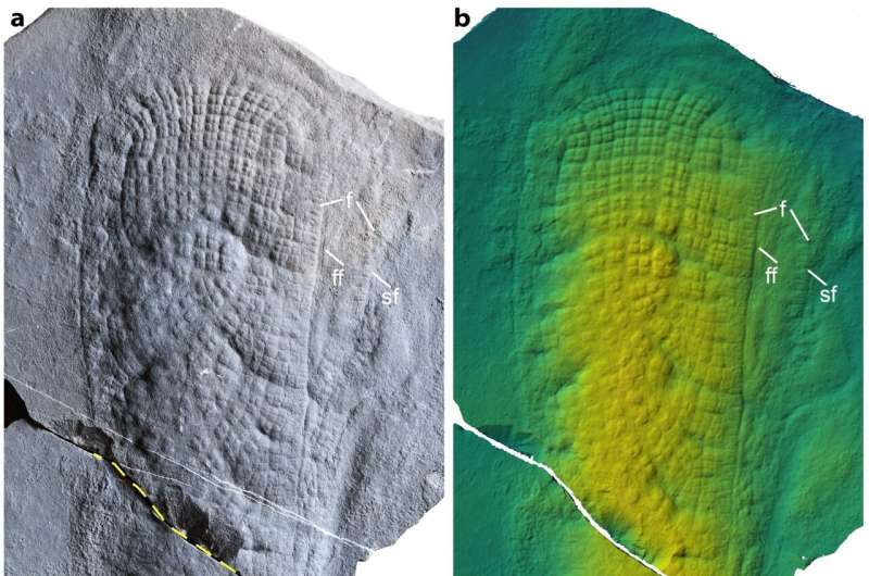Fossil discovery reveals early evolution of sponges
